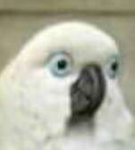 parrot.png