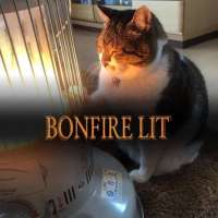 lit bonfire cat.jpg