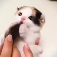 15617858562230.webm