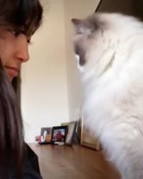 cutecatonlineInstaUtility-00BfiW8yDB0u11-952179926043165501[...].mp4