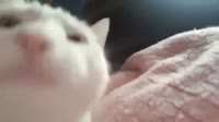15964792421450.mp4