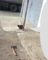 15966538711830.mp4