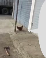 15966538711830.mp4