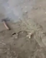15966538711830.mp4