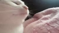 nanimo.mp4