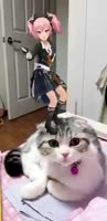 15920667895850.webm