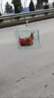 14868512262910.webm
