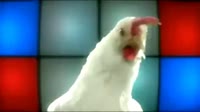 technochicken2.webm