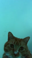 kotik-caramelldansen.webm