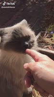 mlemlemlem.mp4