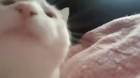 15964792421450.mp4