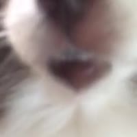 IMG20200820105719465.mp4