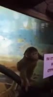 .mp4