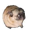 image0.gif