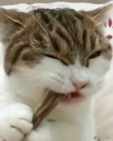 15993899839450.mp4