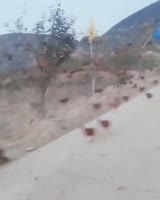 Цокот лапок клювов стук то харчки спешат на акведук.mp4