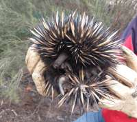 nergi irl.jpg