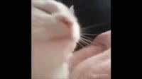 menu.mp4
