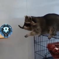 236368.mp4