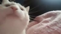 16032019797900.mp4