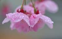 sakura-derevo-lepestki-kapli-fon.jpg