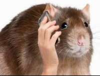 phone rat.jpg
