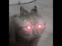 пиздос.mp4
