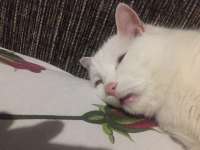 image.jpeg