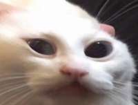 15885834787220.jpg