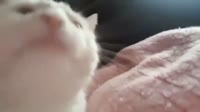 IMG2436.mp4