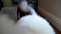 16053798806590.webm