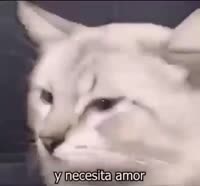 unironicweeb.v21043460469710486800167538204177967889513884n[...].mp4