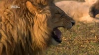 ahahaha.webm