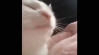 menu.mp4