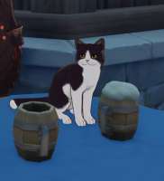 beercat.png