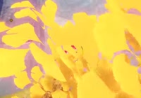 pt2.webm