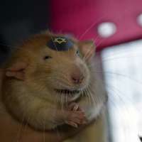 rat jew.jpg
