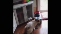 1606923595657.webm