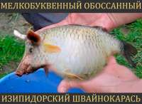 МелкобуквеннаяШваль.png