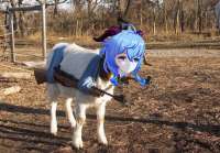 goat.jpg