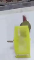 1605260041926.webm
