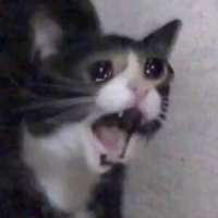 300px-CryingCatscreaming.jpg