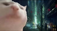 videoplayback1.mp4