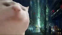videoplayback1.mp4