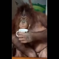 1534427573712.webm