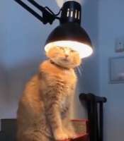 image.jpeg