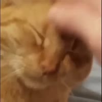 16083153900083.webm