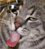 cat drink.jpg