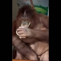1501524979955.webm