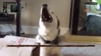 14585137585450.webm